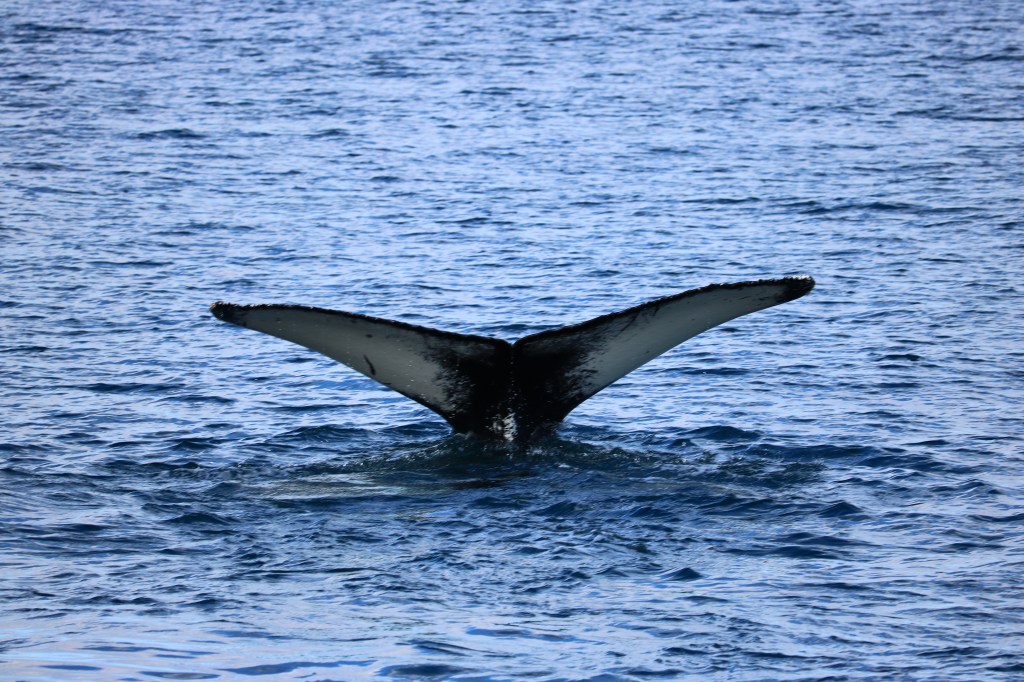 #Iceland: Humpbacks in&nbsp;Husavik